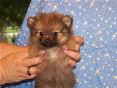 Pomeranian Puppies in FL
